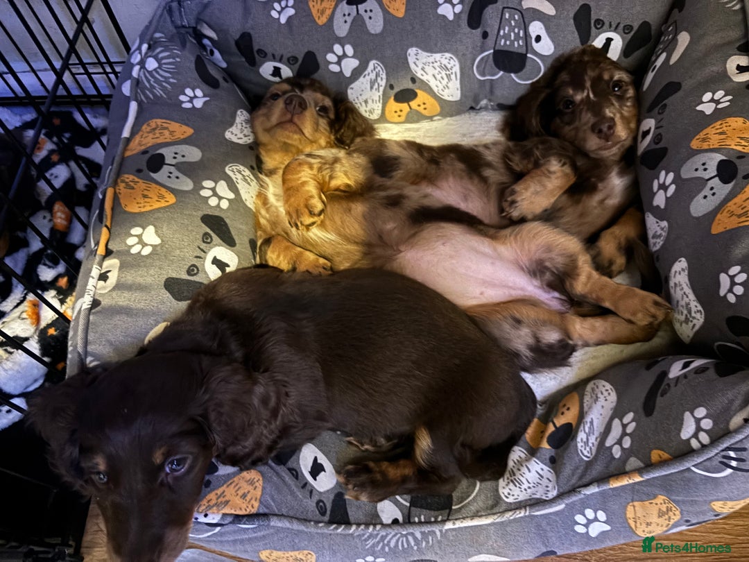 Miniature Dachshund dogs for sale: Adorable Longhaired Miniature Dachshund Puppies - Image 15