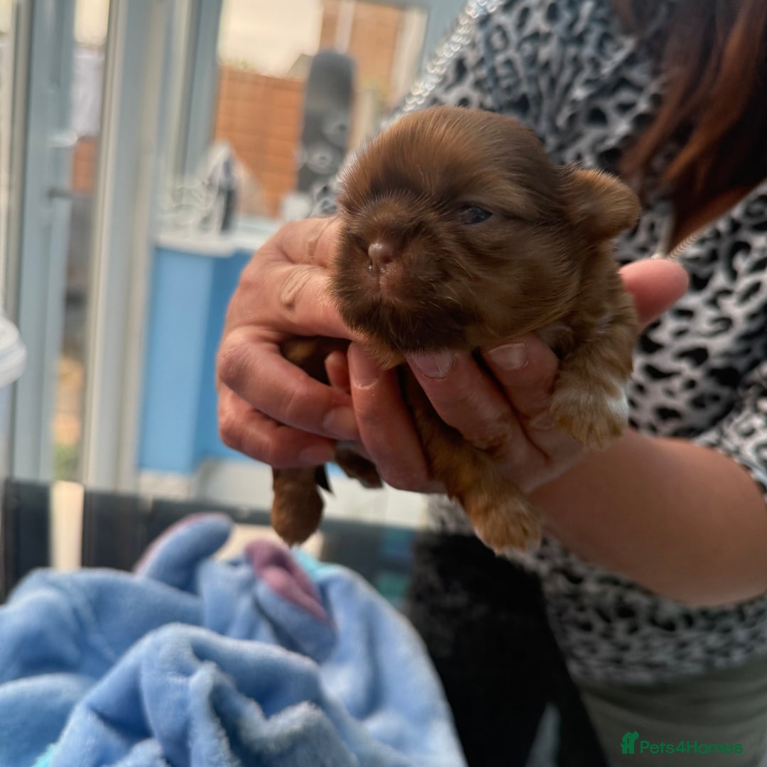 Shih Tzu dogs for sale: Doll face shih tzu tri colour puppy’s  - Image 7