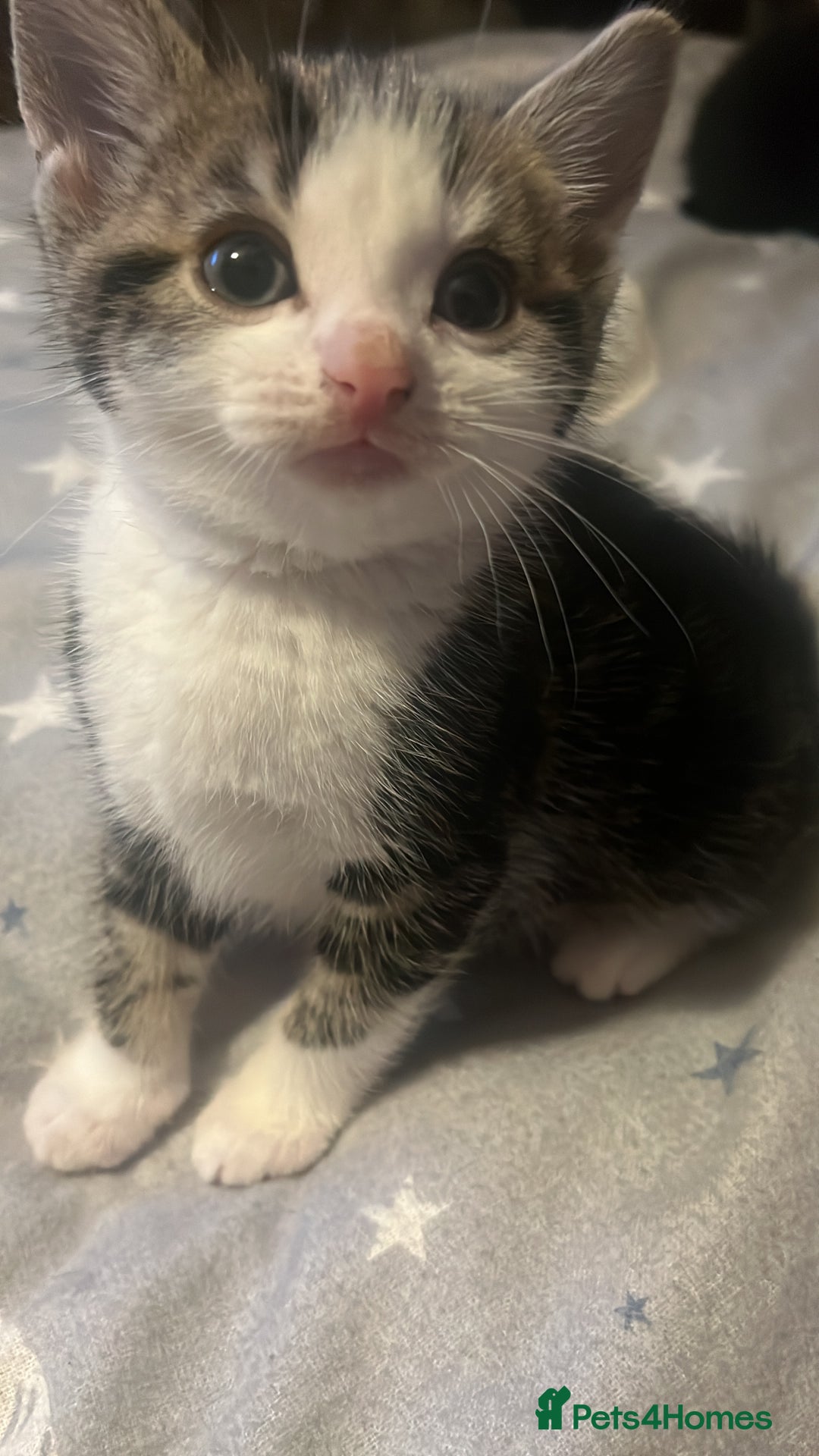 American Wirehair cats for sale: Three Kittens Looking for Good Homes 🐾 - Advert 6