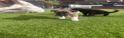 Mixed Breed dogs for sale: Border collie x Belgian Malinois  - Advert 19