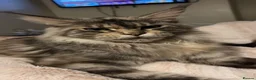 Maine Coon cats for sale: Beautiful Maine Coon Kittens  - Advert 15