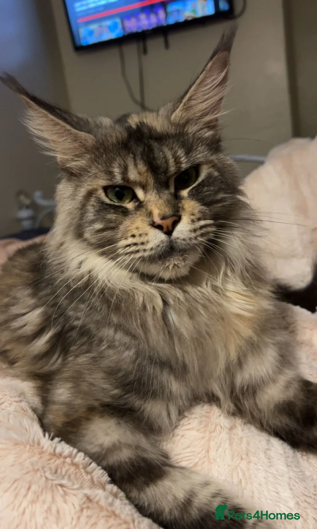 Maine Coon cats for sale: Beautiful Maine Coon Kittens  - Advert 15