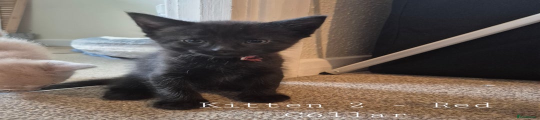 Mixed Breed Kitten 2