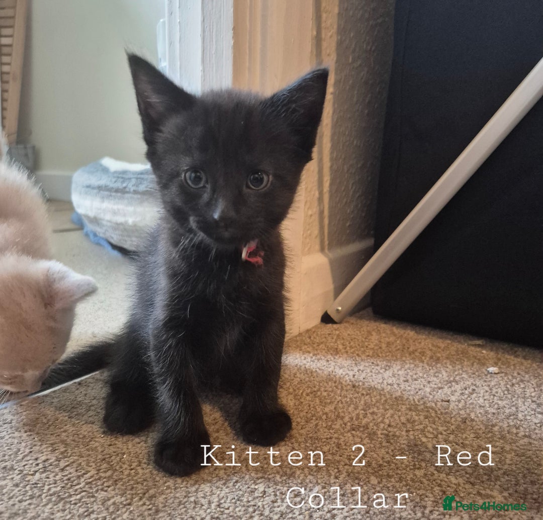 Mixed Breed cats for sale: Blue, dilute tortie, cream and black kittens - Image 2