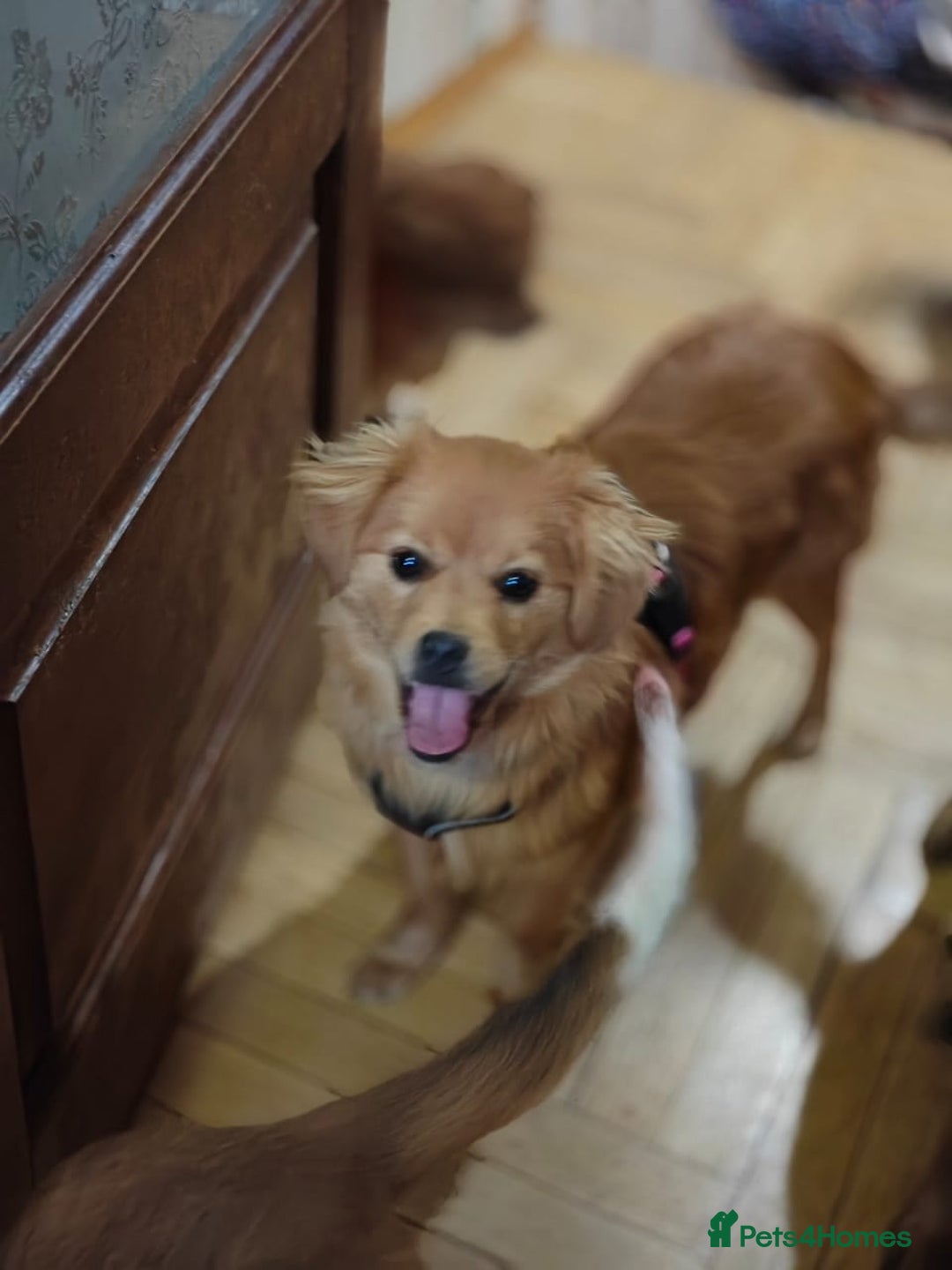 Mixed Breed dogs for adoption: 💖🐶 SILVIA 🐶💖 - Advert 18