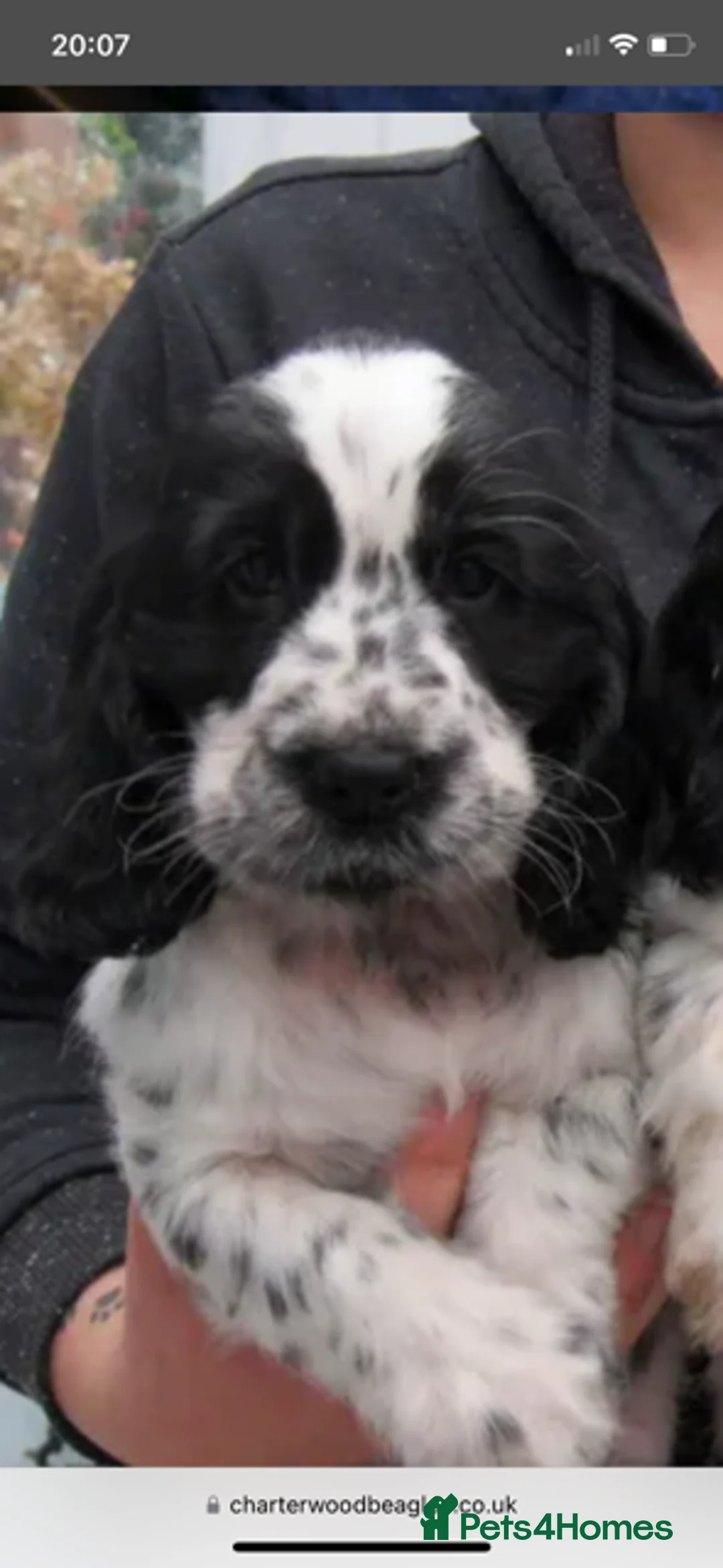 Cocker Spaniel dogs for sale: Beautiful show cocker spaniel  - Advert 2