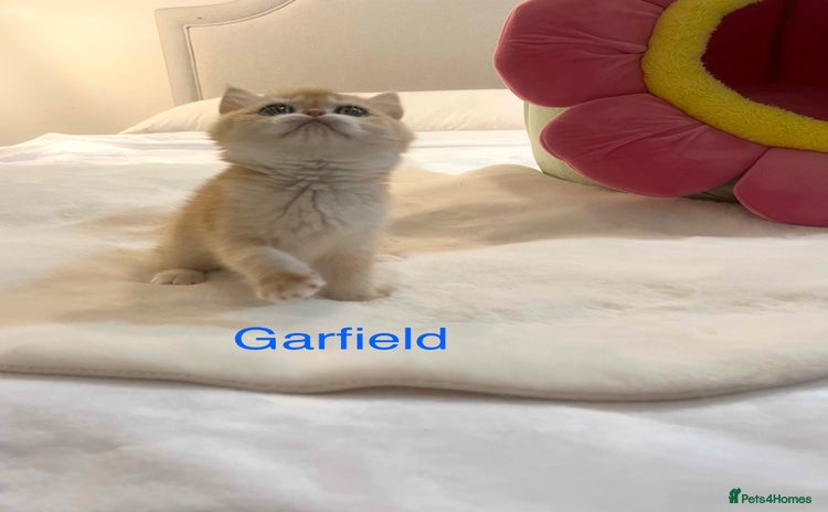 British Shorthair cats - Advert 3