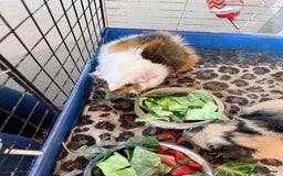 Guinea Pig rodents for sale: 3 male Guinea pigs.  - Advert 6