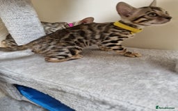 Bengal cats for sale: Pure Bred Male Bengal Kitten Available - Image 9