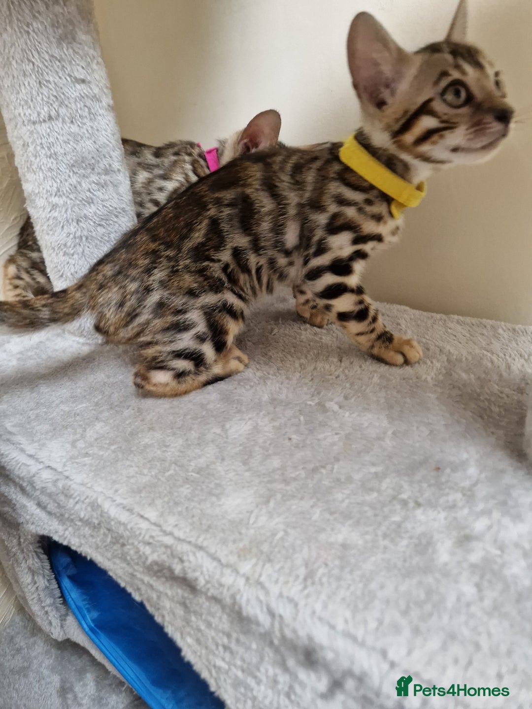 Bengal cats for sale: Pure Bred Male Bengal Kitten Available - Image 9