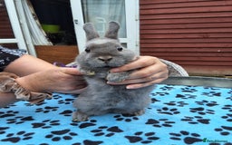 Netherland Dwarf rabbits for sale: 2 male bucks ready for forever homes - Image 13