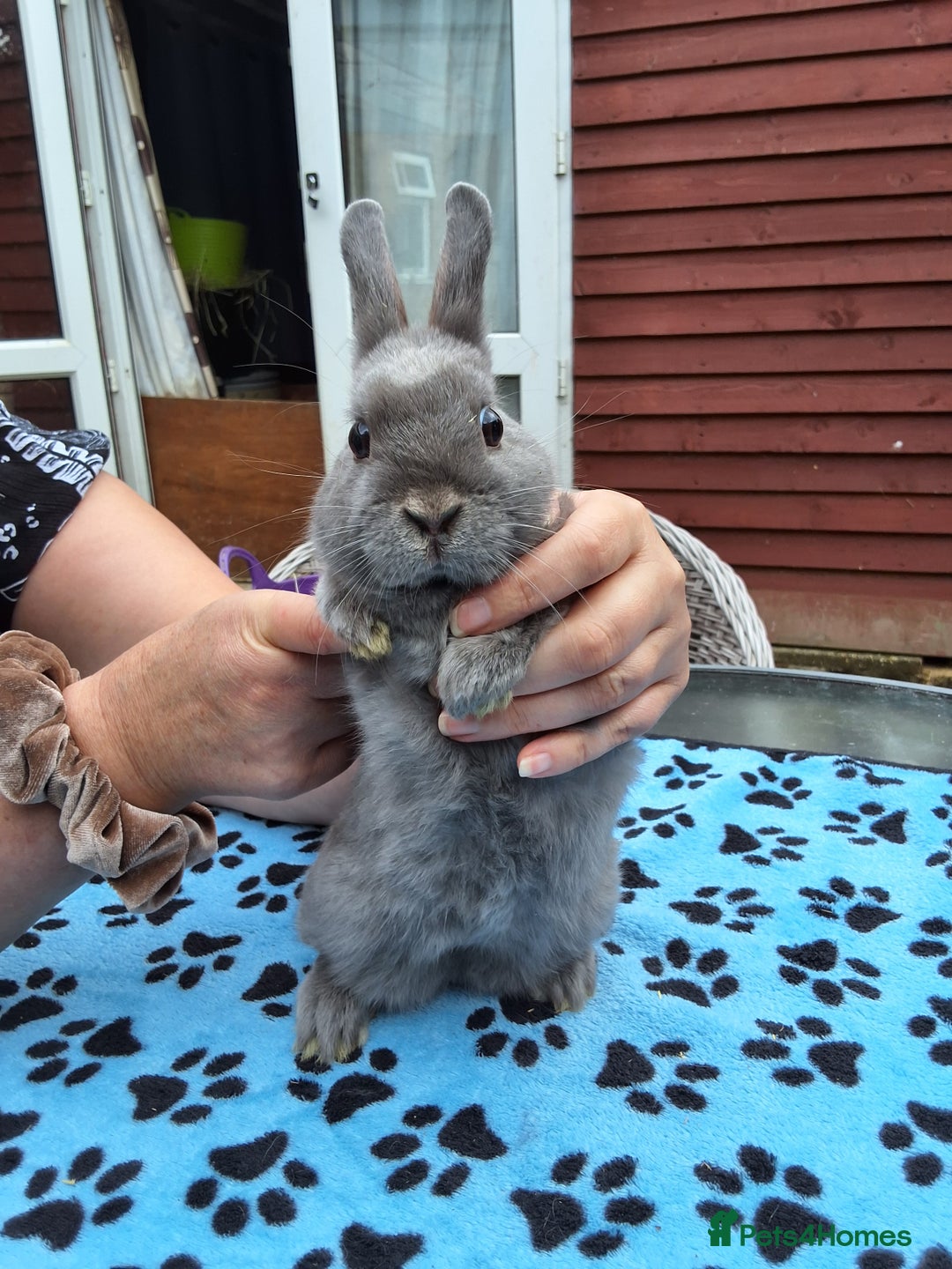 Netherland Dwarf rabbits for sale: 2 male bucks ready for forever homes - Image 13