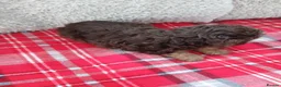 Cavapoo dogs for sale: Beautiful cavapoo puppies  in Winsford - Advert 5