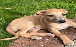 Whippet dogs for sale: 99% whippets (Merle) - Image 14
