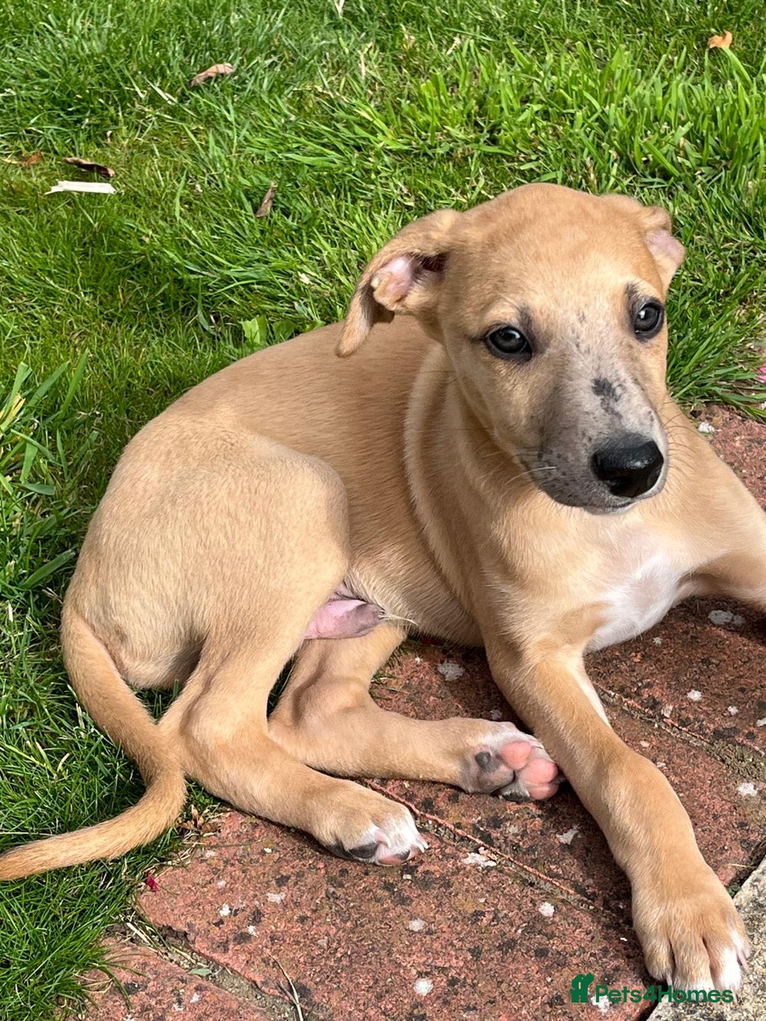 Whippet dogs for sale: 99% whippets (Merle) - Image 14