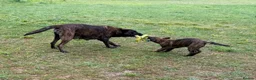 German Shepherd dogs for sale: STUNNING, Chunky Dutch Herder x GSD Puppies - Advert 2