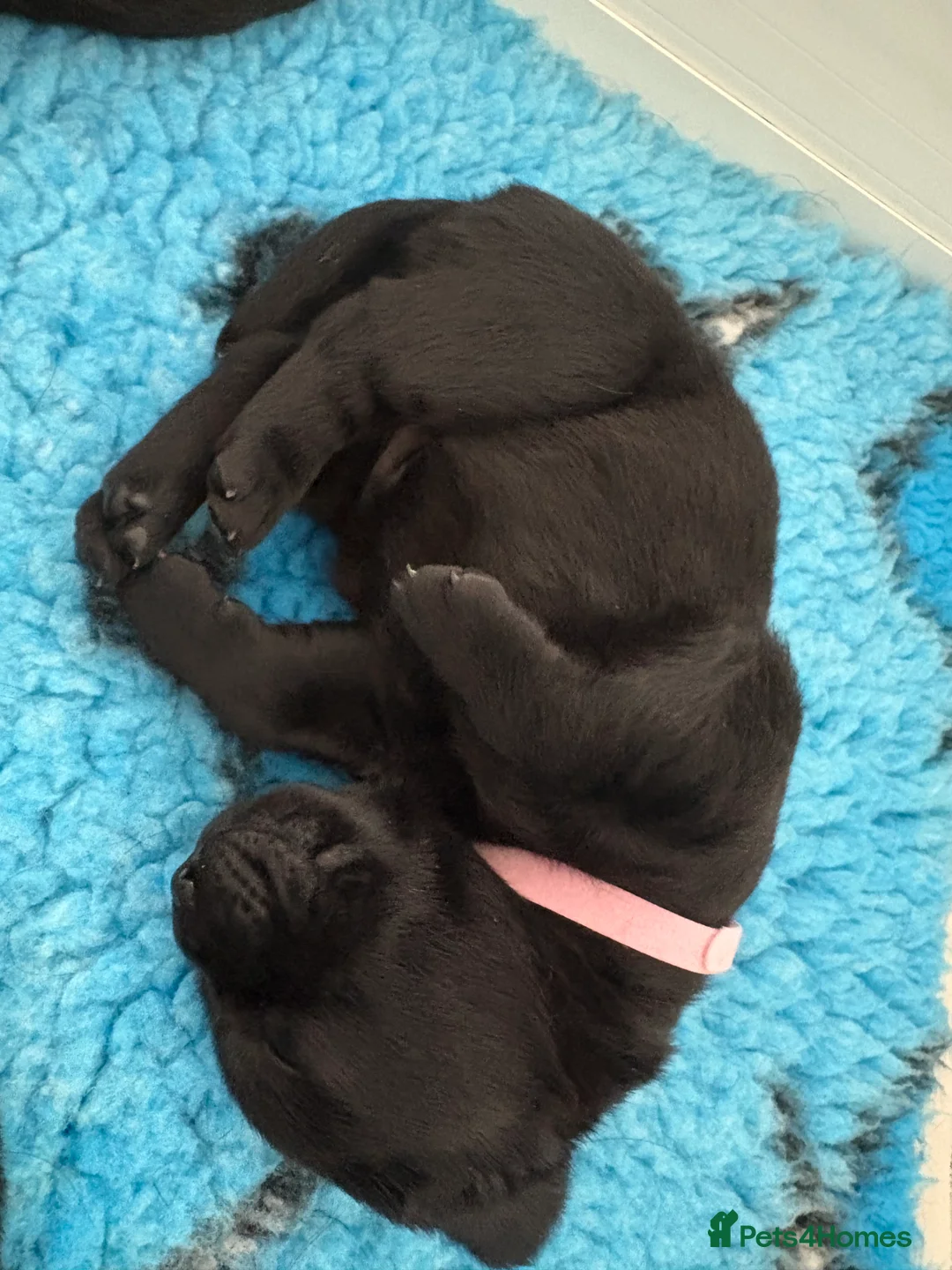 Labrador Retriever dogs for sale: Labrador puppies - Advert 2