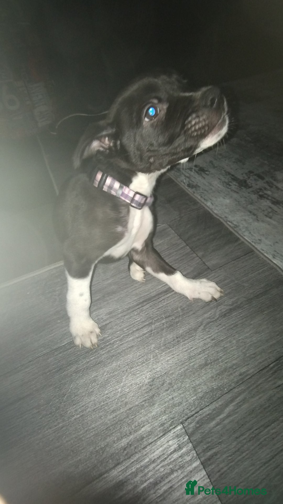 Mixed Breed dogs for sale: This is raven - Advert 3