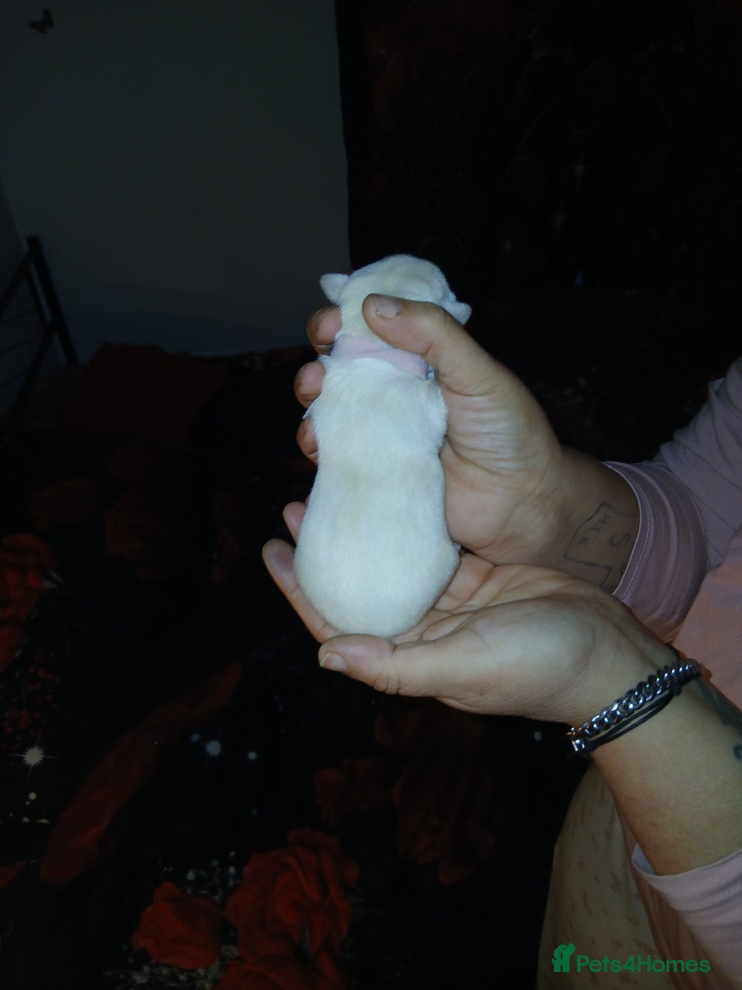 Chihuahua dogs for sale: Chihuahua puppys - Advert 9