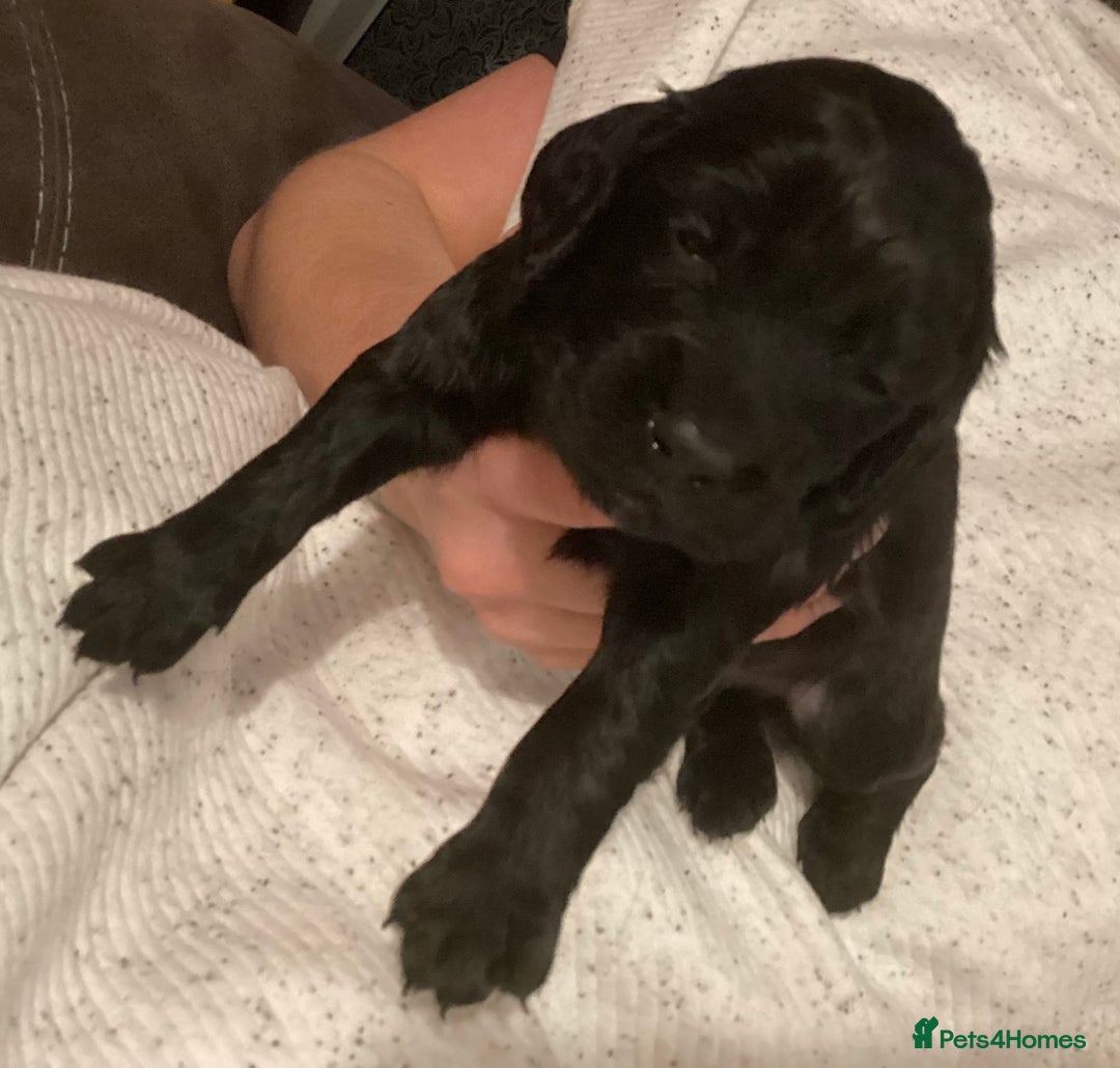 Cocker Spaniel dogs for sale: KC registered working cocker spaniel puppies  - Advert 21