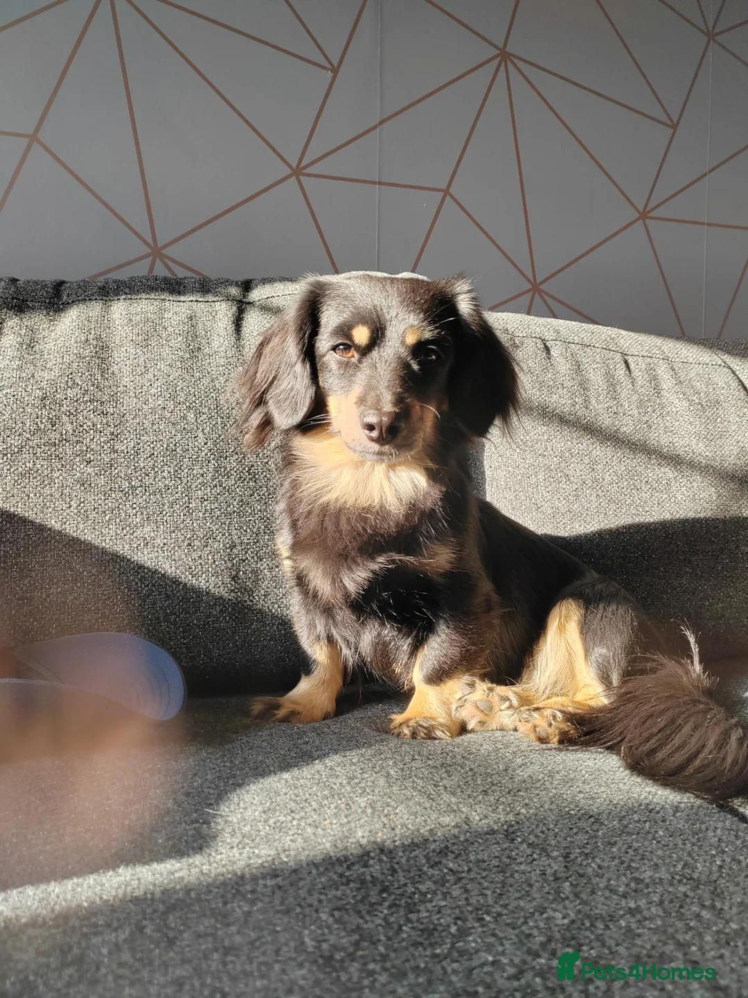 Miniature Dachshund dogs for sale: Miniature longhaired dachshund in Bury Saint Edmunds - Advert 2