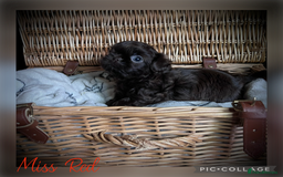 Shih Tzu dogs for sale: Stunning KC chocolate imperial Shihtzu puppies - Image 15