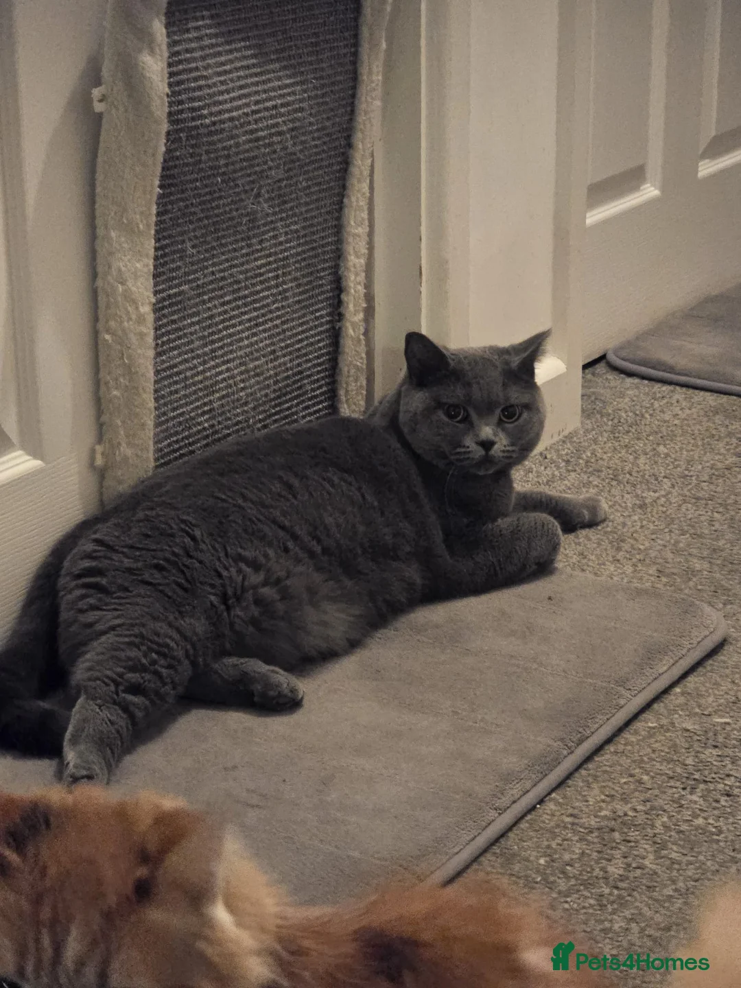 British Shorthair cats for sale: Kiwi British shorthair female  - Advert 2