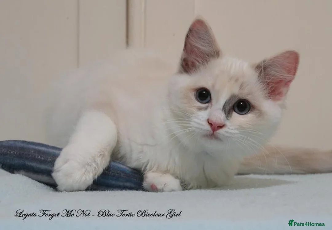 Ragdoll cats for sale: Quality GCCF Reg Ragdoll Kittens Ready Now - Advert 1