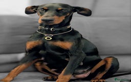 Dobermann dogs for sale: #ShadowdairDobermans #Pregnancy#DobermanLove - Image 9