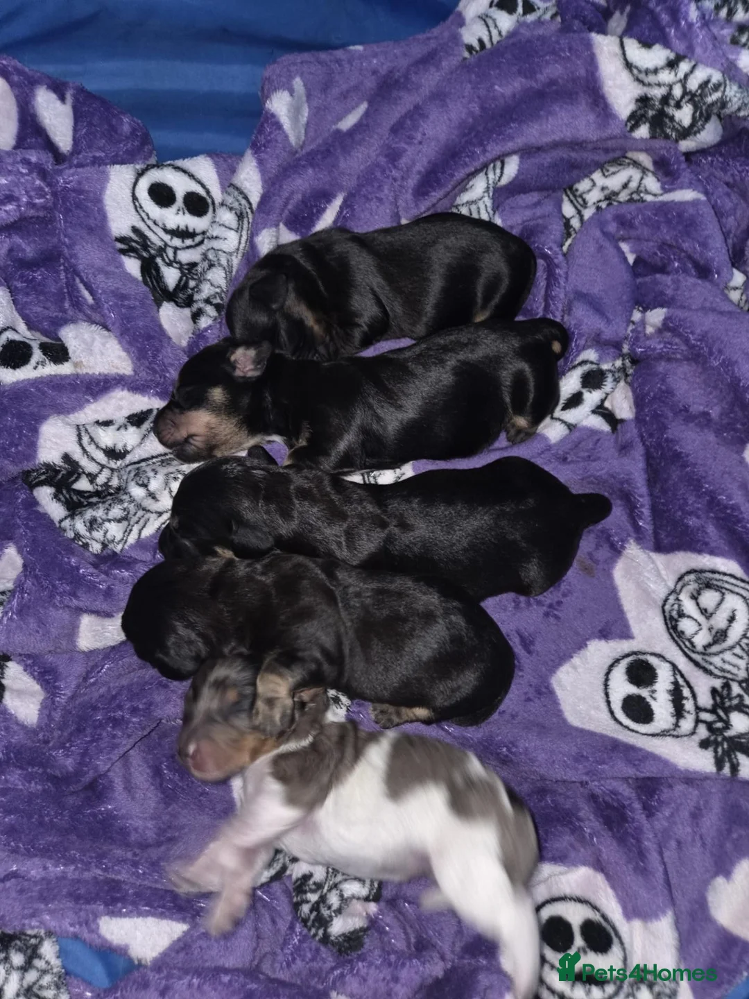 Doxiepoo dogs for sale: F1 generation doxipoo - Advert 2