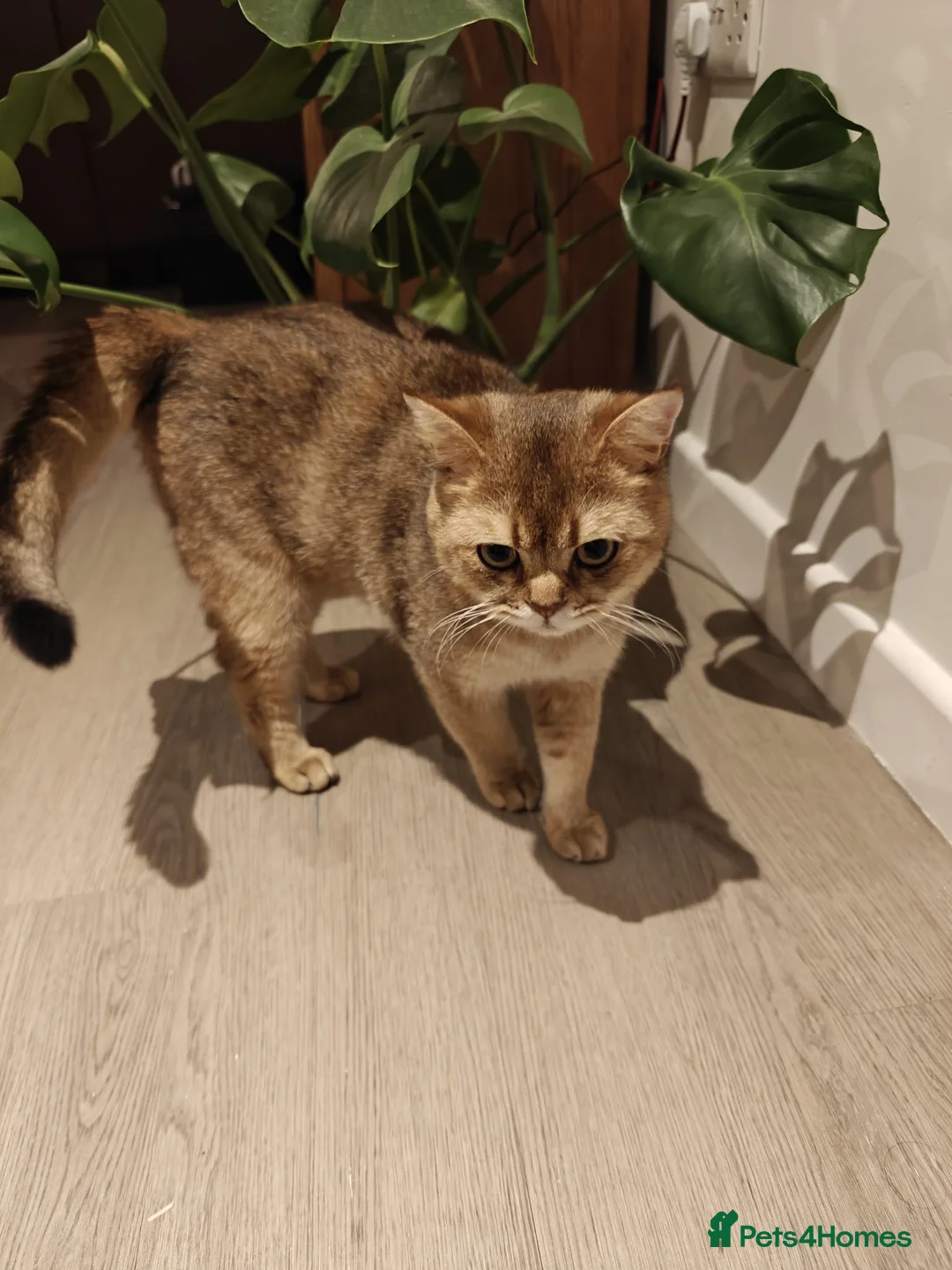 British Shorthair cats for sale: Energetic friendly kitty - Advert 1