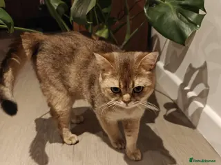 British Shorthair cats Energetic friendly kitty - Advert 4
