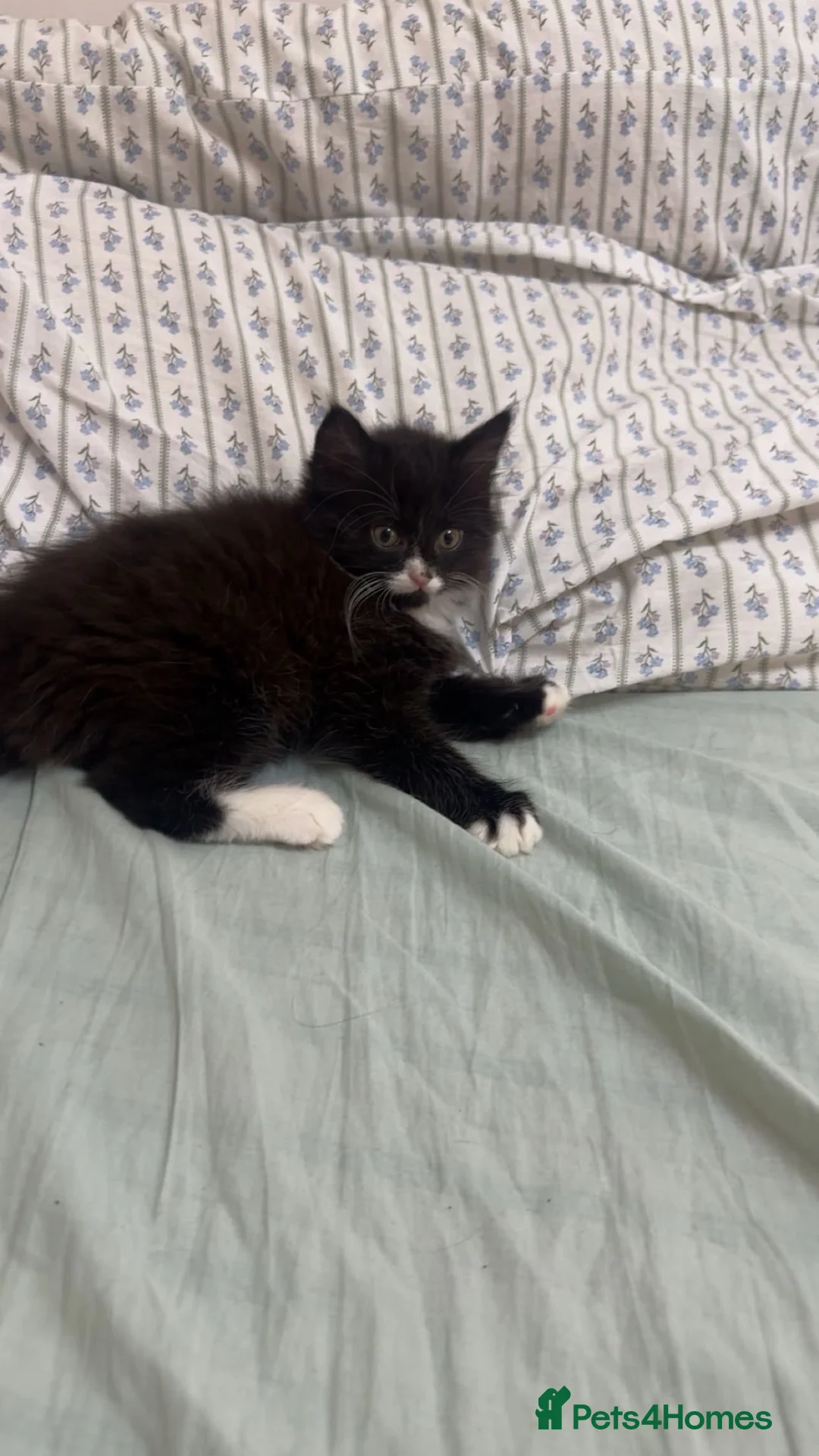 Mixed Breed cats for sale: Lovely Mixed-Breed Kitten & Mother Pair  - Advert 8