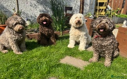 Labradoodle dogs for sale: Labradoodle 12th+ generation  - Image 22