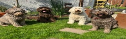 Labradoodle dogs for sale: Labradoodle 12th+ generation  - Advert 23