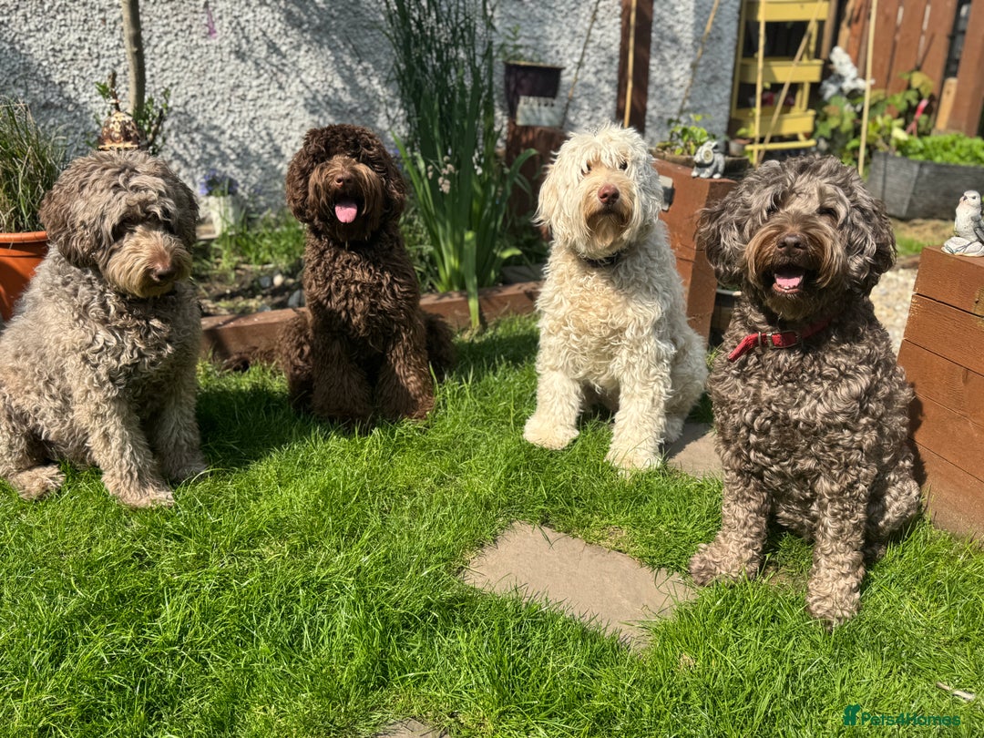Labradoodle dogs for sale: Labradoodle 12th+ generation  - Image 22