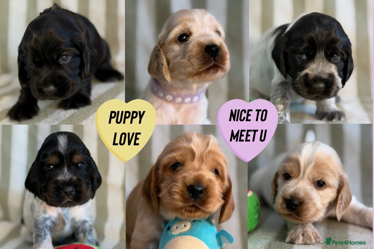 Cocker Spaniel dogs Beautiful Show Cocker Spaniel Puppies - Advert 4