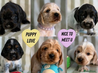 Cocker Spaniel dogs Beautiful Cocker Spaniel Puppies - Advert 4