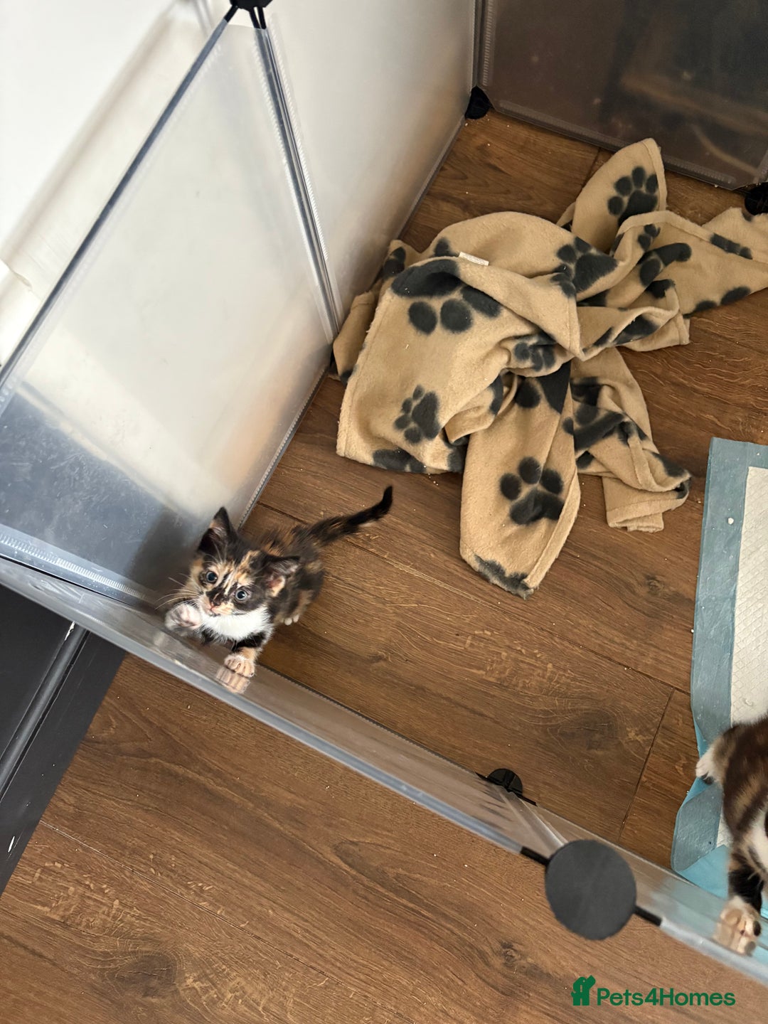 Mixed Breed cats for sale: Beautiful kittens  - Image 11