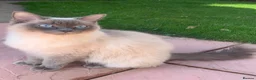 Ragdoll cats for sale: Ragdoll cross Siberian beautiful 6 kittens - Advert 2