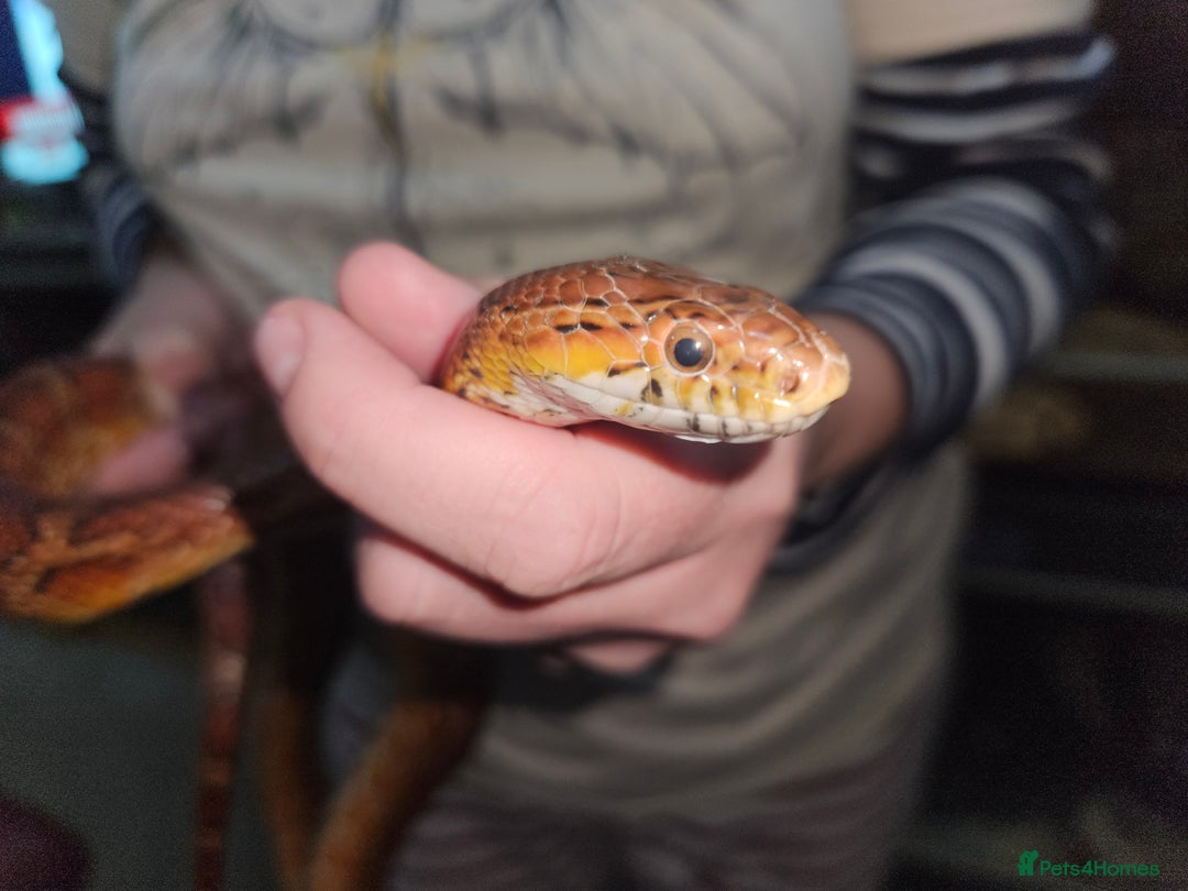 Corn Snake reptiles for sale: Corn snake Bolton area - Image 5