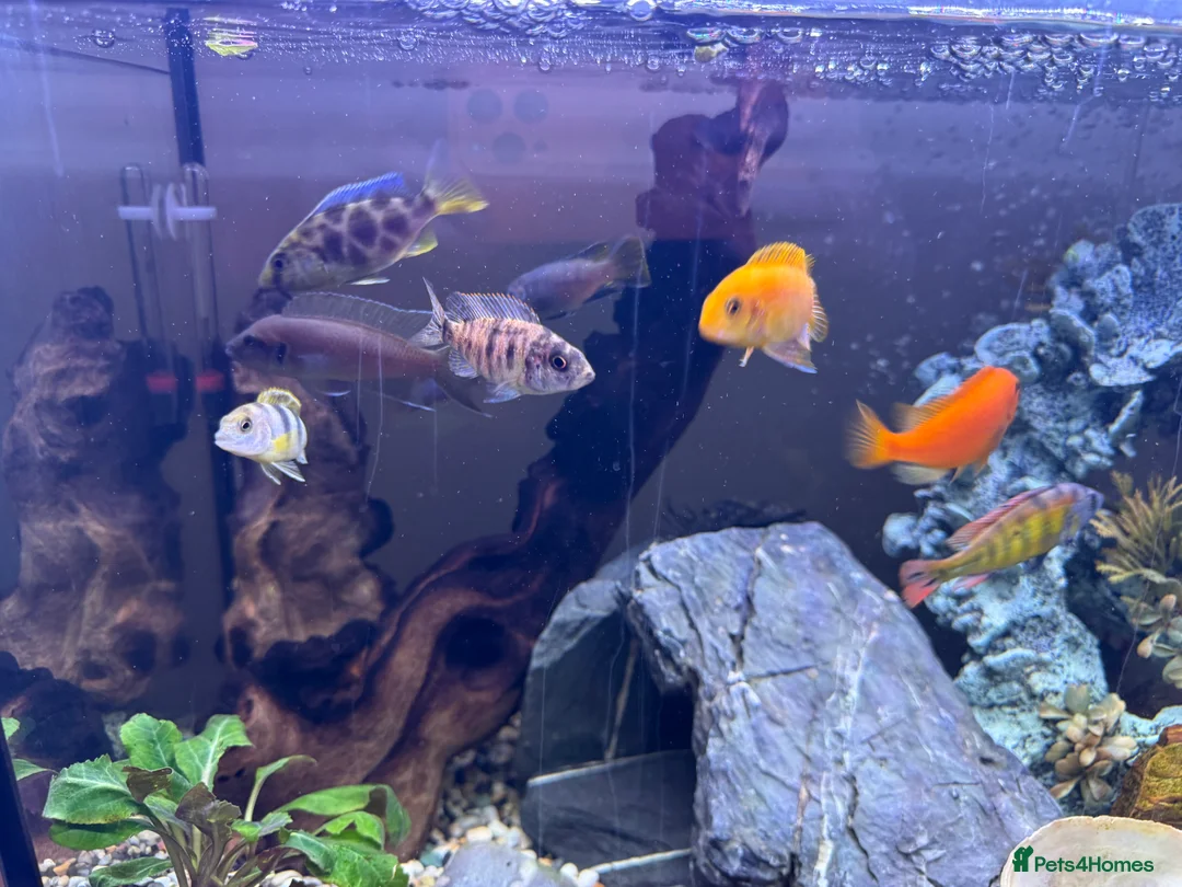 Cichlids fish for sale: 10 x Cichlids for sale  - Advert 3