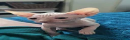 Sphynx cats for sale:  3 Sphynx/bambino kittens - Advert 6