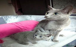 Russian Blue cats for sale: Affectionate TICA Registered kittens - Image 5