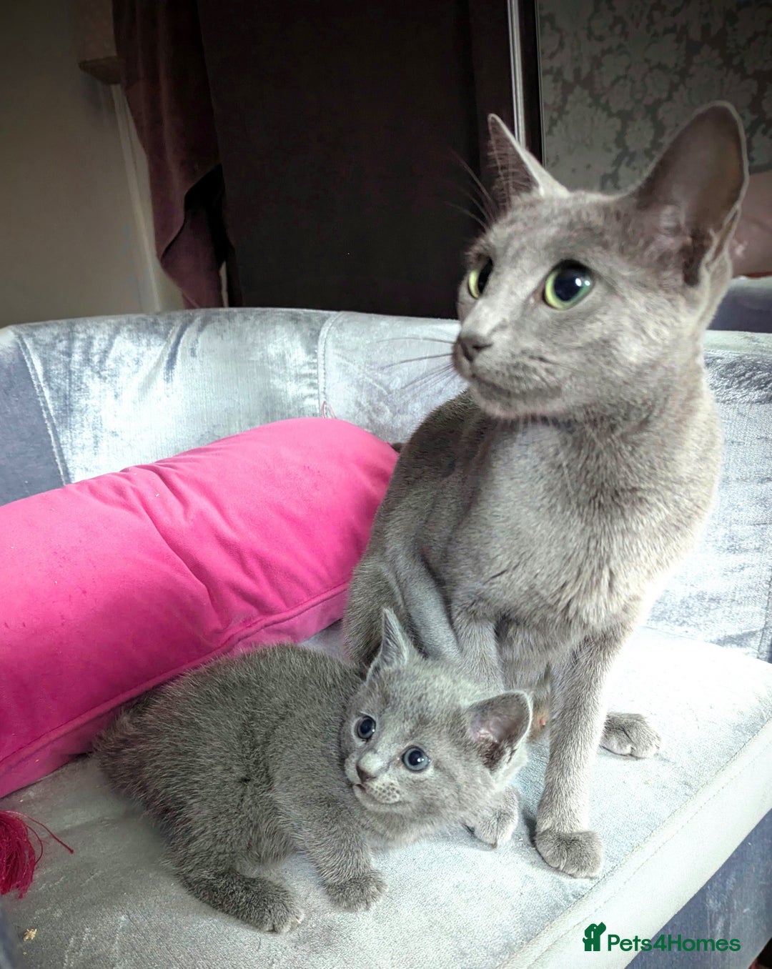 Russian Blue cats for sale: Affectionate TICA Registered kittens - Image 5