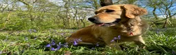 Golden Retriever dogs for sale: Beautiful golden retriever pups 🐾 in London - Advert 11
