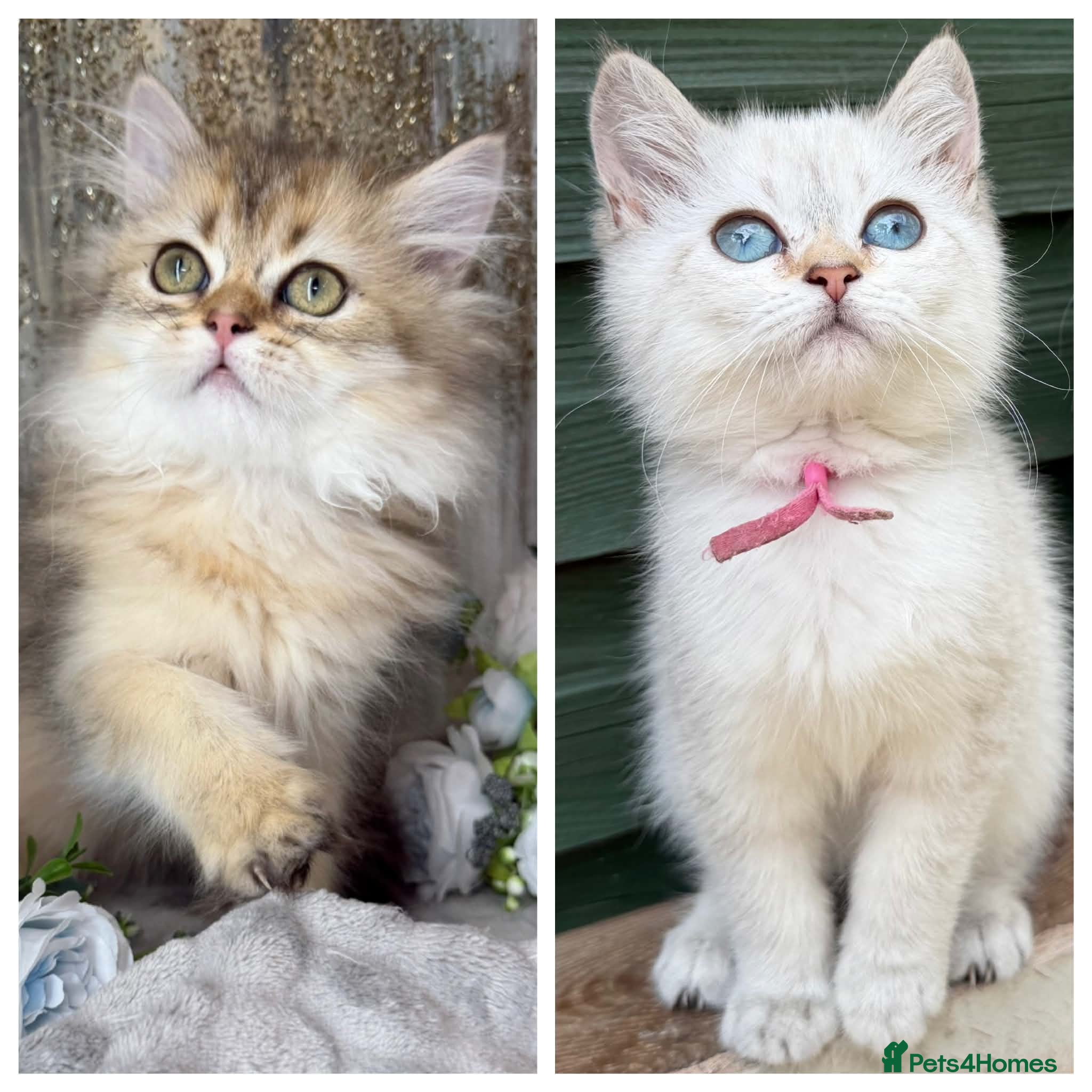 British Longhair cats British Longhair stunning TICA kittens - Advert 13