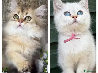 British Longhair cats British Longhair stunning TICA kittens - Advert 13