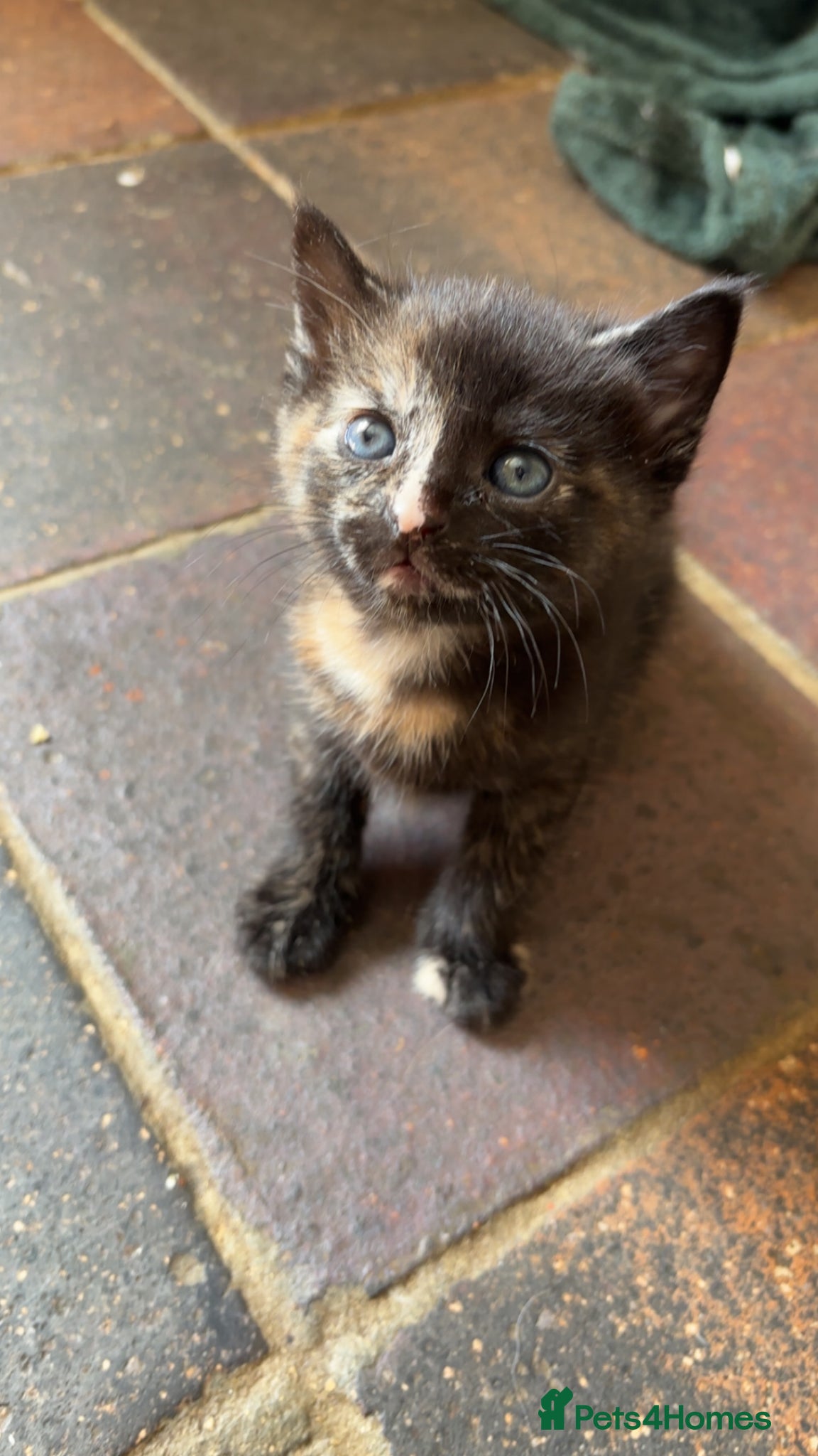Mixed Breed cats Stunning Kittens (2 remaining) - Advert 16
