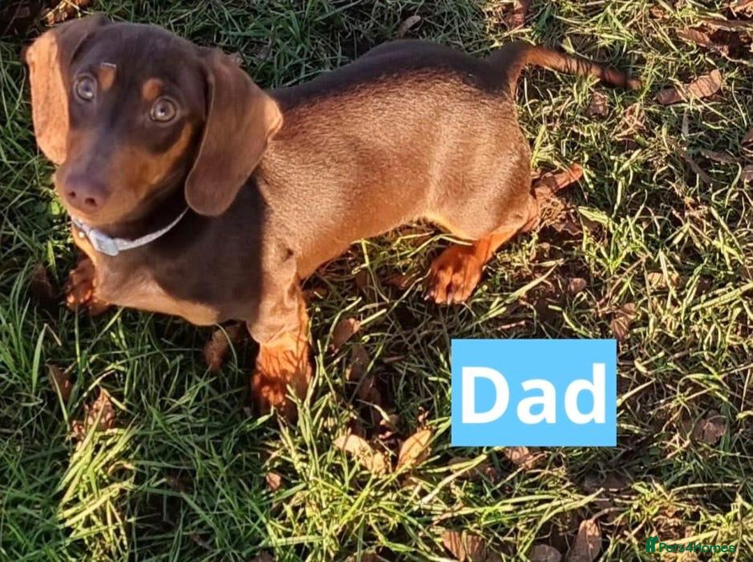 Miniature Dachshund dogs for sale: Miniature dachshund puppies - Image 26
